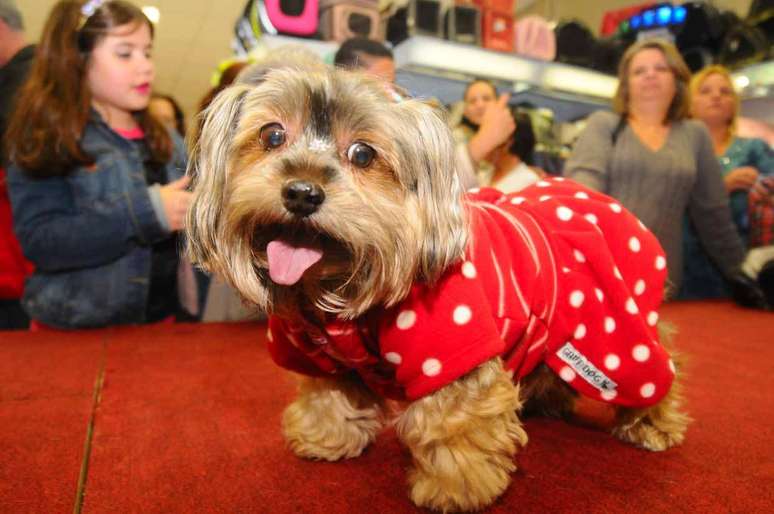 Diversos pets viraram estrelas da moda canina durante o evento